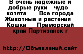 В очень надежные и добрые руки - чудо - котята!!! - Все города Животные и растения » Кошки   . Приморский край,Партизанск г.